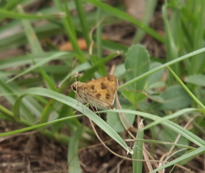 [The butterfly is perched on a blade of grass. It is tan with a large dark eye. Its wings are folded up and in the shape of a triangle. There are dark brown spots on the tan wings.]